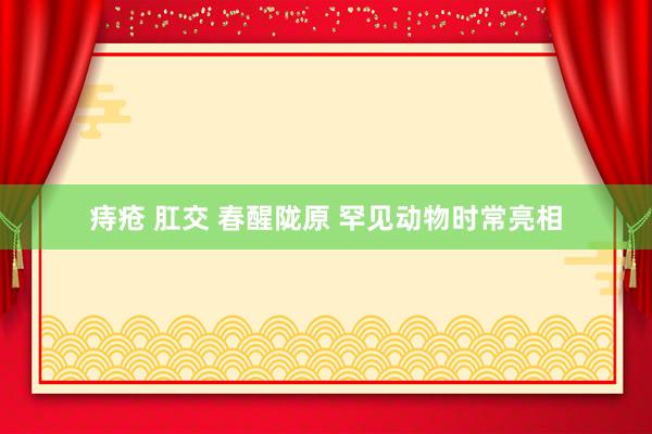 痔疮 肛交 春醒陇原 罕见动物时常亮相