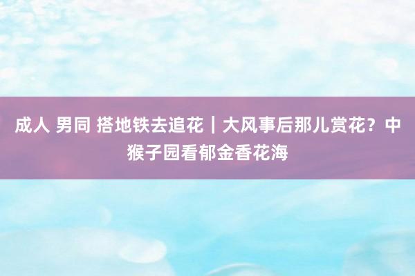 成人 男同 搭地铁去追花｜大风事后那儿赏花？中猴子园看郁金香花海